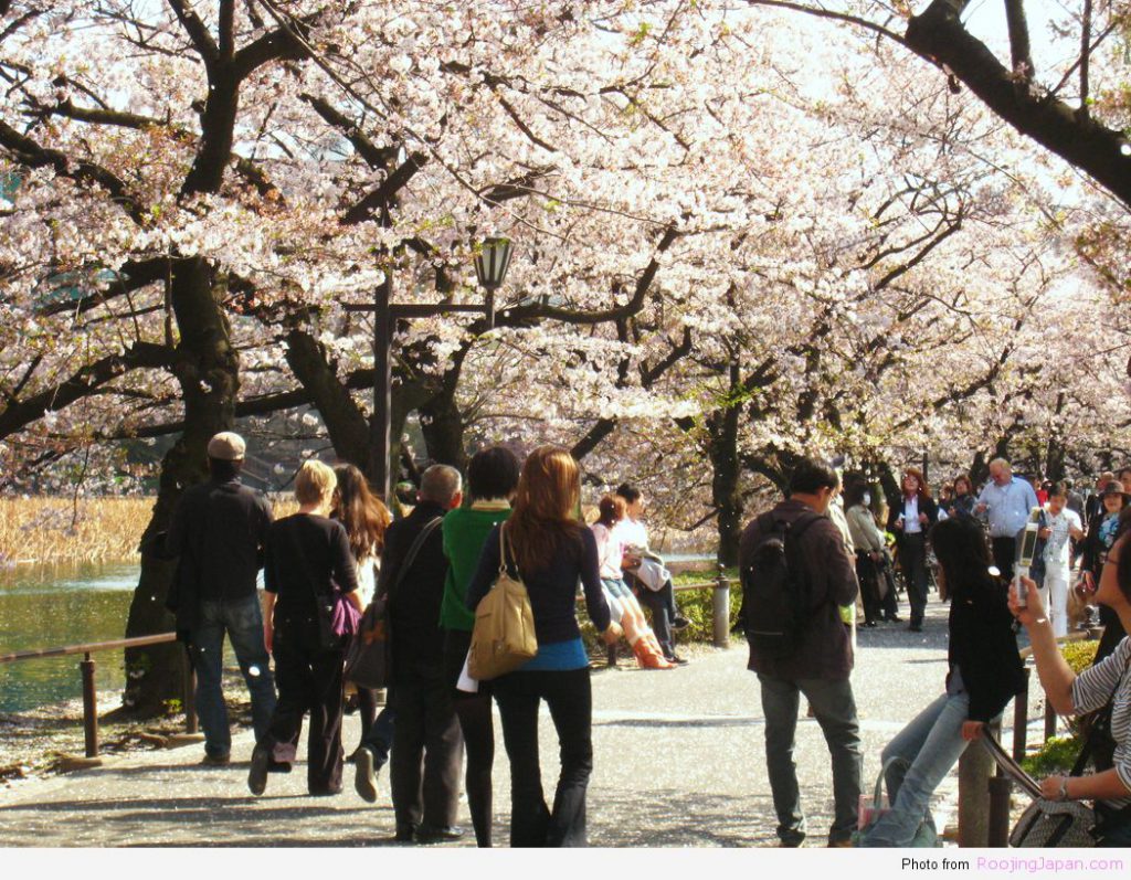 รู้จริงญี่ปุ่น_Tokyo_01 Sakura Spot in Tokyo 02