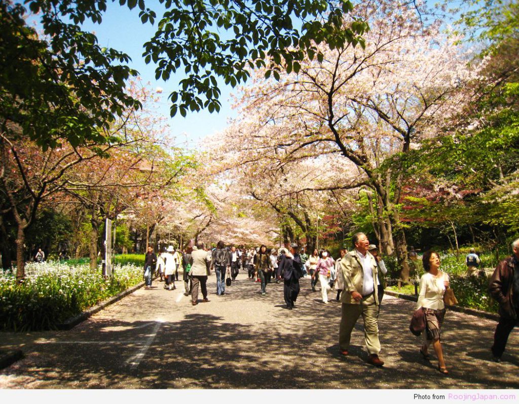 รู้จริงญี่ปุ่น_Tokyo_01 Sakura Spot in Tokyo 06